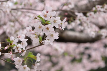 和の桜