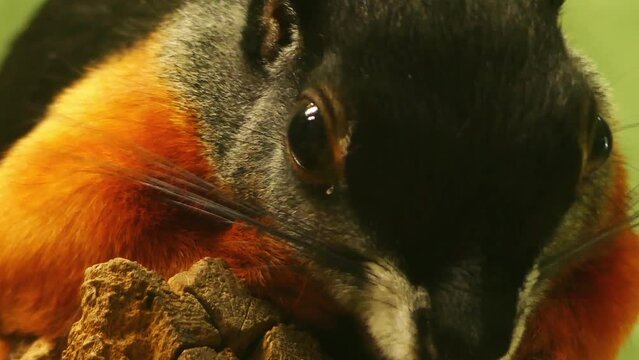 Asian tri-colored squirrel, Callosciurus prevostii