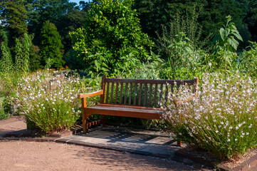 Sydney Australia, garden seat surrounded by flowering white gaura plants