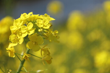 春の訪れを知らせる満開の菜の花