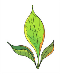 Color vector clipart of a tropical flower, plant, bud on a transparent background. Coloring book, postcard, tattoo.