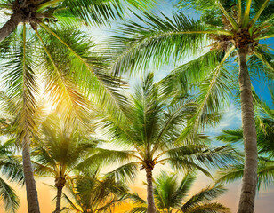 Fototapeta premium palm tree blue sky background