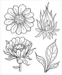 A contour vector set of cliparts with forget-me-nots, chamomile, peony, calendula, plant, bud on a transparent background. Coloring book, postcard, tattoo.