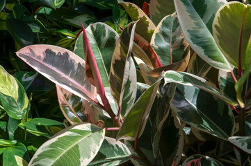 Sydney Australia, variegated leaves of a ficus elastica in the sunshine