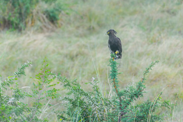 Long-crested Eagle (Lophaetus occipitalis)