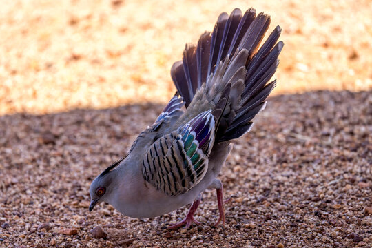 Longup dove (Ocyphaps lophotes) in the outback of the Northern Territories, Australia