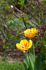 Two yellow tulips with red stripes close-up