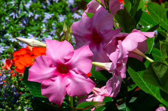 Sydney Australia, pink flowers of a mandevilla in sunshine