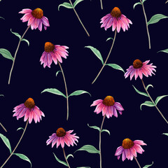 Watercolor seamless pattern with herb flower Coneflower, Echinacea. Hand drawn botanical illustration for wrapping wallpaper fabric textile
