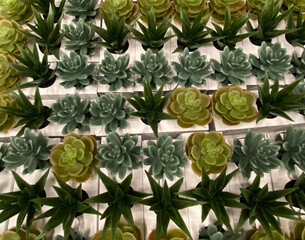 Obraz premium Various artificial succulents in pots as a background. Succulent plants in white mini-pots. Ideas for home decoration.Selective focus.