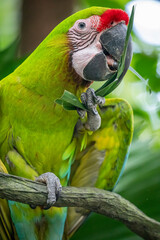 The great green macaw (Ara ambiguus) is a critically endangered Central and South America...