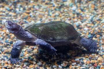 Obraz premium The Indian black turtle (Melanochelys trijuga) is a species of medium-sized freshwater turtle found in South Asia. 