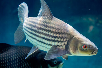 The Jullien's golden carp (Probarbus jullieni) is a species of endangered freshwater ray-finned...