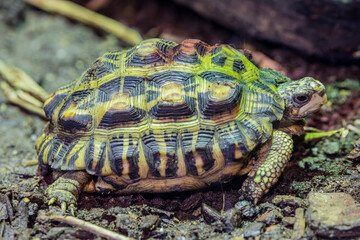 Flat-backed spider tortoise (Pyxis planicauda) is a tortoise that belongs to the family...