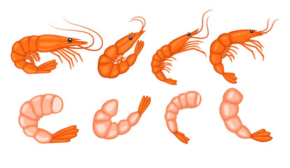 Shrimp illustration vector bundle. Shrimp vector cartoon set icon. Shrimp illustration icon on white background. Shrimp illustration vector bundle