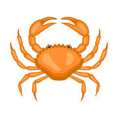 Crab vector isolated on white background. Steamed crab illustration.