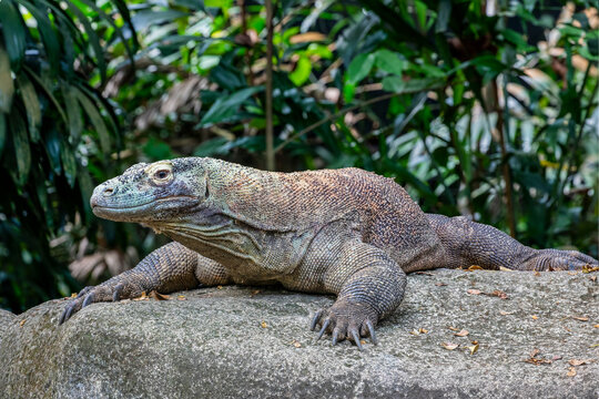 the closeup image of Komodo dragon.
it is also known as the Komodo monitor, a species of lizard found in the Indonesian islands of Komodo, Rinca, Flores, and Gili Motang.
