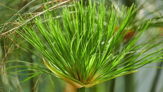 Cyperus papyrus (papyrus sedge, paper reed, Indian matting plant, Nile grass)
