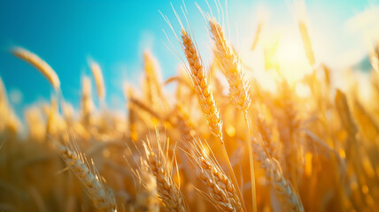 Fototapeta premium Golden yellow wheat field and bright sky
