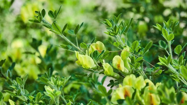 Cytisus hirsutus (clustered broom or hairy broom) is a perennial plant belonging to the genus Cytisus of the family Fabaceae.