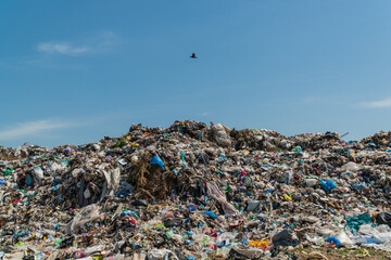 A large landfill. Landfill with municipal household waste. A seagull flies over a garbage dump