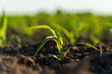 Close up of small corn plants. Corn grows in an industrial field. Corn sprouts grow against...