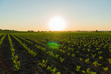 A large sugar beet field with small sugar beet plants. Sugar beet sprouts grow in an agricultural...