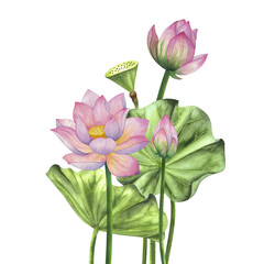 Pink lotus flowers. Watercolor illustration. Set of compositions with lotus. Chinese water lily. Design for the design of invitations, movie posters, fabrics and other items.