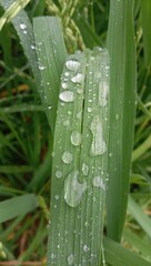 photo of dew on grass for the background