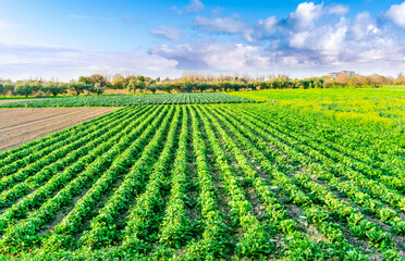 beautiful farmland landscape with green rows of plants and vegetables on a spring or summer farm and nice blue cloudy sky on background