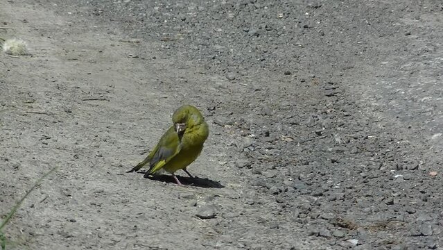 Bird European greenfinch, Chloris chloris on edge of country road by green grass with dandelions on sunny spring day - with zoom out. Topics: ornithology, natural environment, season, fauna, flora