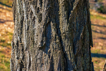 Texture of tree bark with longitudinal deep cracks. Robinia pseudoacacia bark background