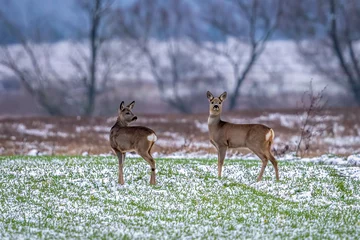 Foto auf Leinwand  Roe deer on a winter meadow © Jerzy