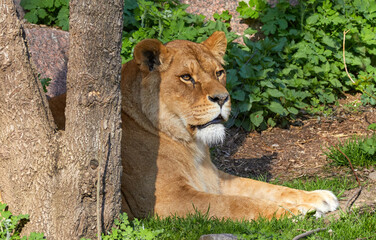  an adult lioness lying under a tree