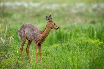 Obraz premium A young roe deer on a spring meadow