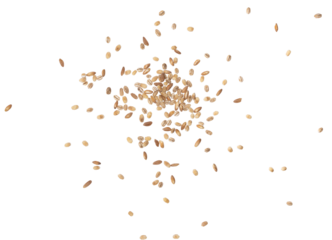 mucchio di grani di farro e orzo su sfondo trasparente per fotografia pubblicitaria di cibo cucina ricette ristorazione agricoltura biologica ecosostenibile vegana vegetariana