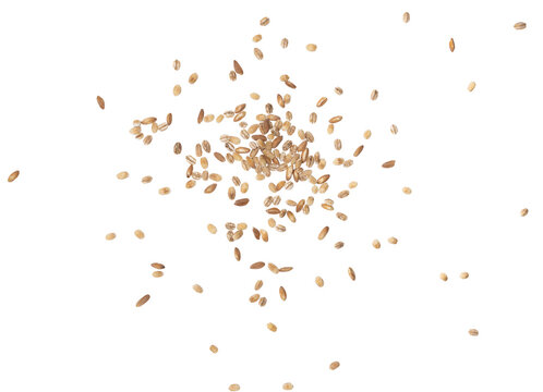 mucchio di grani di farro e orzo su sfondo trasparente per fotografia pubblicitaria di cibo cucina ricette ristorazione agricoltura biologica ecosostenibile vegana vegetariana