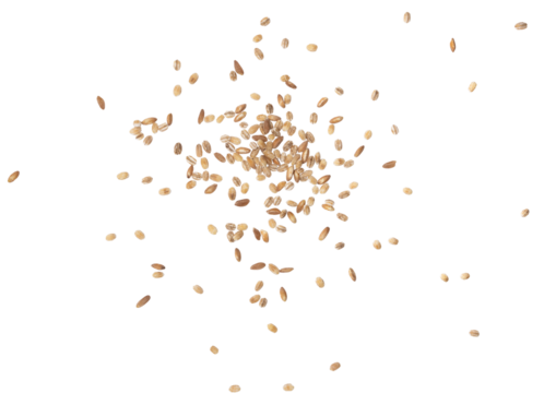 mucchio di grani di farro e orzo su sfondo trasparente per fotografia pubblicitaria di cibo cucina ricette ristorazione agricoltura biologica ecosostenibile vegana vegetariana