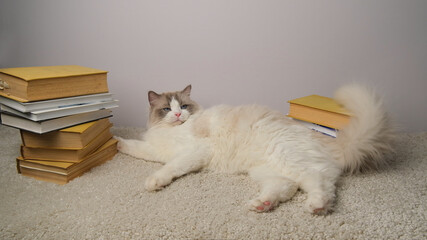 Cat with books on the carpet.