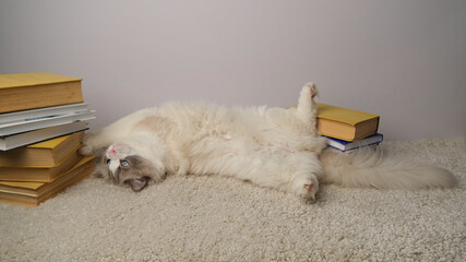 Cat with books on the carpet.