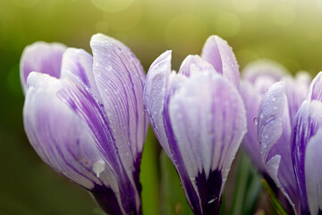 Purple crocus flowers in the spring garden.