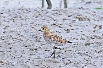 Pacific golden plover (Pluvialis fulva) in non-breeding plumage searching for food in shorelines near mangrove forest