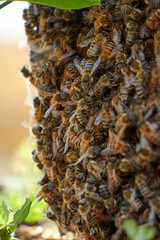 honey bee drone swarm flew out and stuck around tree branches. Wild swarm of bees in the garden on...