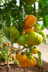Ripening green and yellow tomatoes hanging in greenhouse .