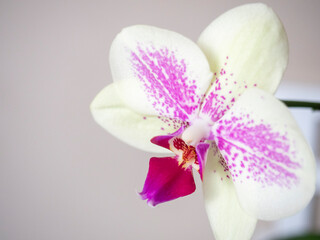 Bright blooming flower with pink petals