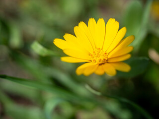 Blooming flowers growing in garden