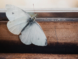 White butterfly sitting on wooden surface