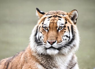 Closeup tiger in natural habitat, showcasing intricate stripes and intense gaze. Surrounded by nature, highlighting wild and powerful essence of this beautiful predator