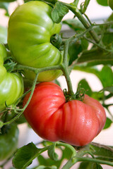 Closeup of big red tomatoes hanging on bush in garden - 782084420
