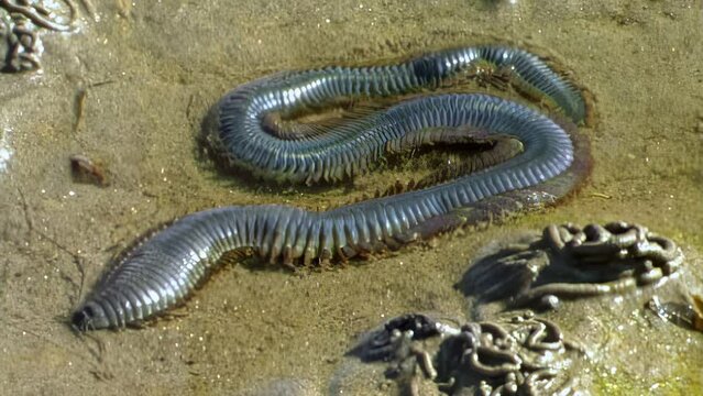 Underwater sea worm Nereis virens is fascinating ecologically marine organism. Nereis virens study in biology, and for medical purposes, given their regenerative capabilities.